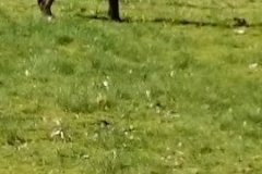 1459503029526