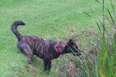 IMG-20150917-WA0021
