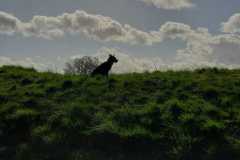 IMG-20200314-WA0005